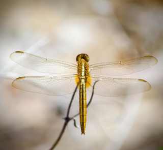 Dragonfly1