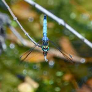 Dragonfly 11