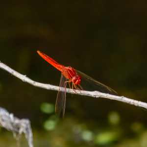 Dragonfly 12