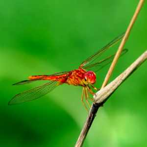 Dragonflies 15
