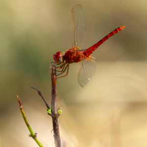 Dragonflies 18