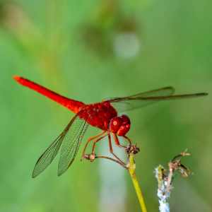 Dragonflies 20