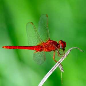 Dragonflies 21