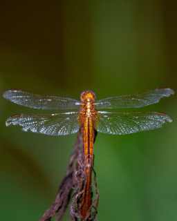 Dragonfly 22