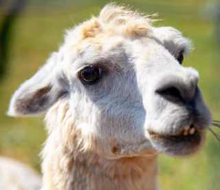 Hunsader Farms Fall Festival