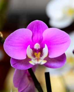 Sarasota Orchid Society: Orchid Odyssey