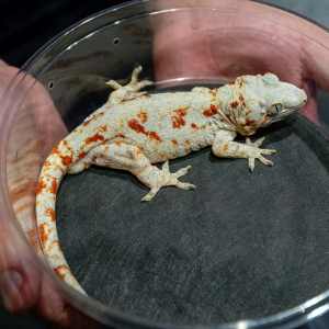 Repticon 6