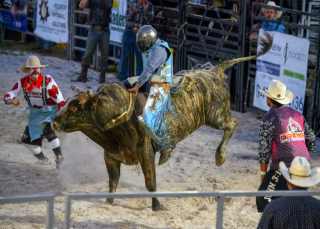 Dakin Farms Rodeo