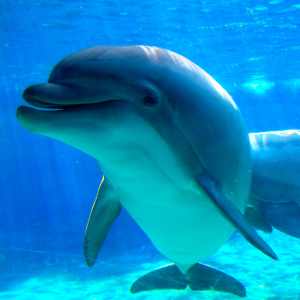 Sea World
