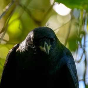 Venice Rookery